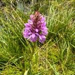 Dactylorhiza maculata花