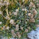 Globularia cordifolia Fruit