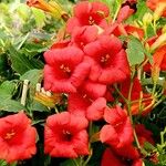 Campsis grandiflora Libunga