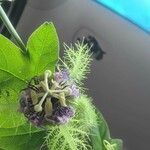Passiflora foetida Fiore