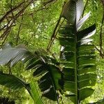 Ravenala madagascariensis Likasa