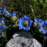 Gentiana meiantha Habit