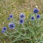 Echinops ritroЦвят