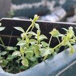 Stellaria apetala Habit