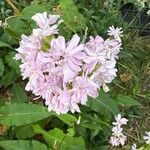 Saponaria caespitosa Fiore