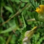 Rhinanthus major Blodyn