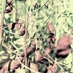 Vicia lens Fruit