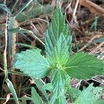 Galeopsis ladanum Leaf