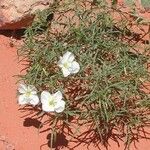 Oenothera primiveris Celota