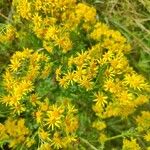 Senecio squalidusFlor