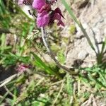 Pedicularis cenisia Other