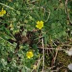 Potentilla brauneana Blomst