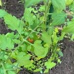 Solanum lycopersicumLeaf