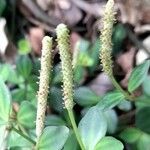 Peperomia tetraphylla Flor