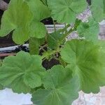 Pelargonium zonale Flor