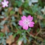 Eudianthe coeli-rosa Flor