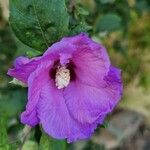 Hibiscus syriacusКвітка