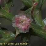 Salsola australis Fruchs