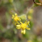 Senecio sylvaticus Flower