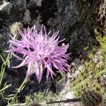 Centaurea stoebe Květ