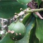 Dracaena arborea Fruto