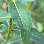 Euphorbia illirica Leaf