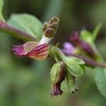 Cuphea carthagenensis Floare