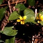 Viola purpurea Habit