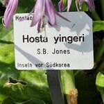 Hosta yingeri