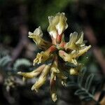 Astragalus miguelensis Цвят
