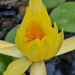 Nymphaea mexicana Flower