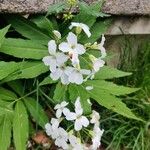 Cardamine heptaphylla Flower