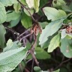 Cistus creticus Fruit