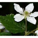 Rubus pensilvanicus Blüte