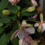 Fuchsia spp. Kvet