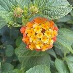 Lantana × strigocamara Cvet