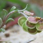 Clypeola jonthlaspi Flower