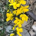 Genista scorpius Flower