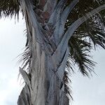 Raphia australis Cortiza