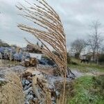 Miscanthus sinensisFlor