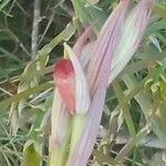 Serapias parviflora फूल
