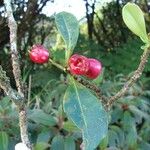 Syzygium tripetalum Fruit