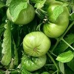 Solanum lycopersicum Fruit