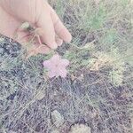 Geranium viscosissimum Other