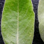 Salix daltoniana Leaf