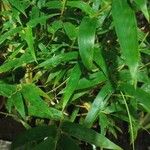 Bambusa tuldoides Лист