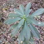 Daphne laureola Flower