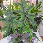 Alocasia scalprum Feuille