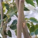 Celtis africana Ŝelo