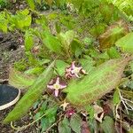 Epimedium alpinum Flower